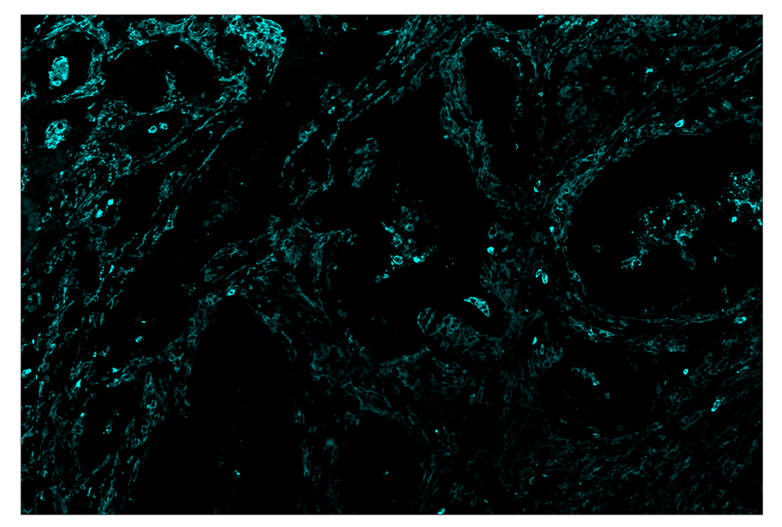 Immunohistochemistry Image 5: CD11b/ITGAM (D6X1N) & CO-0037-488 SignalStar<sup>™</sup> Oligo-Antibody Pair