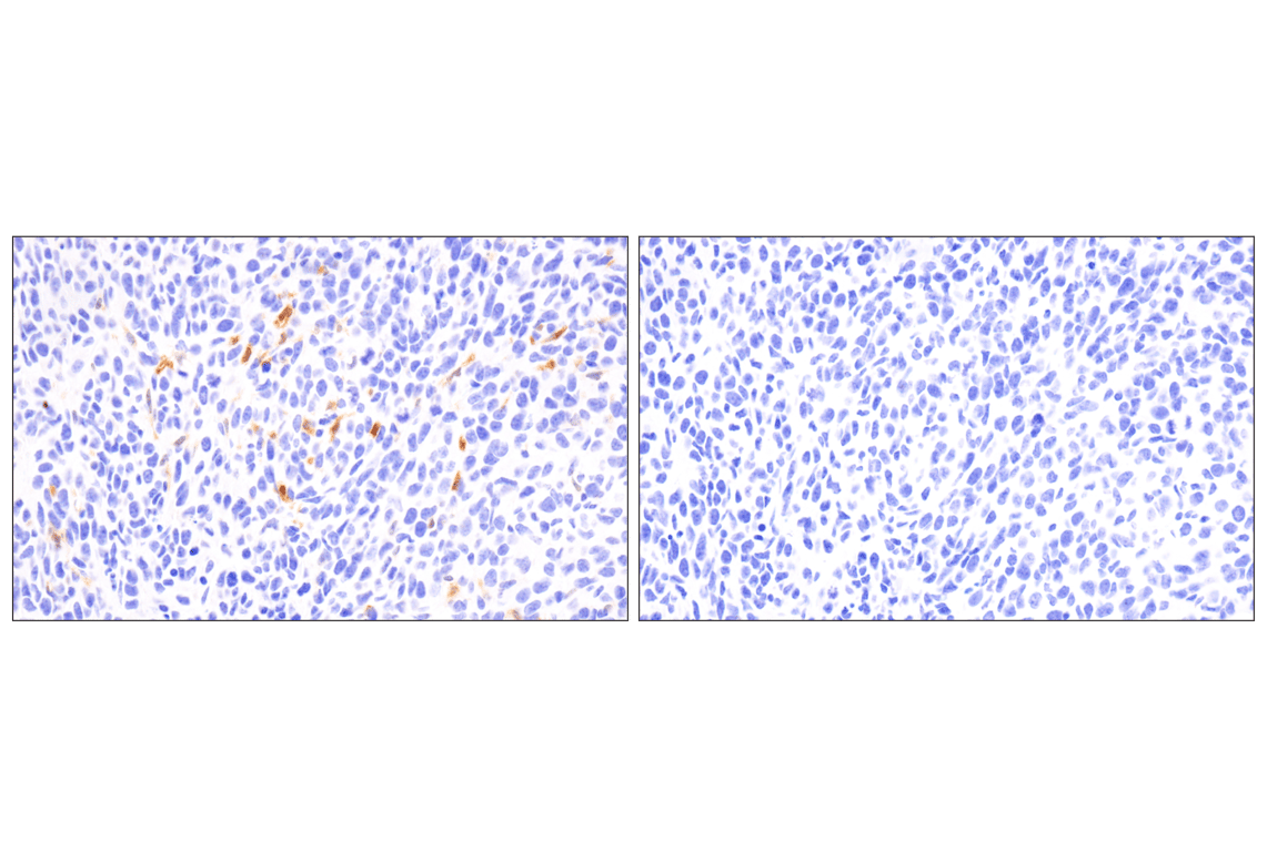 undefined Image 27: Mouse Reactive Pyroptosis Antibody Sampler Kit