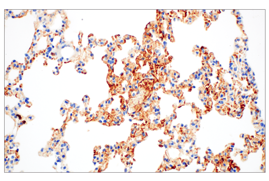Immunohistochemistry Image 3: C1QB (E3U6X) Rabbit mAb