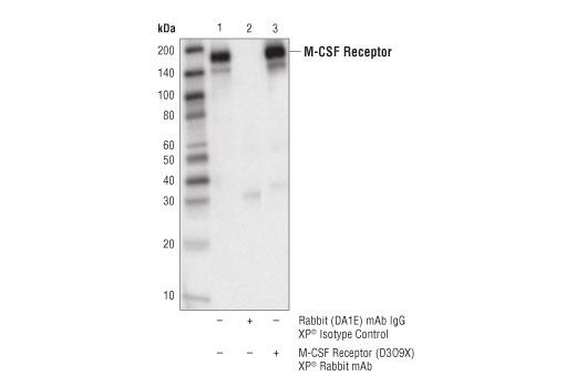 Immunoprecipitation Image 1: CSF-1R/M-CSF-R (D3O9X) XP<sup>®</sup> Rabbit mAb