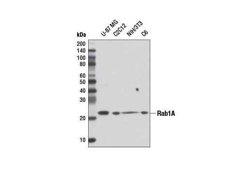 Western Blotting Image 1: Rab1A (D5F8M) Rabbit mAb