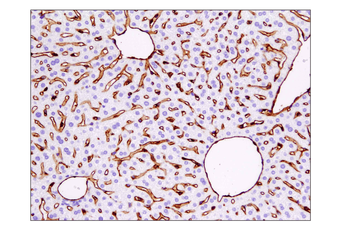 Immunohistochemistry Image 2: CD31 (PECAM-1) (D8V9E) XP<sup>®</sup> Rabbit mAb (BSA and Azide Free)