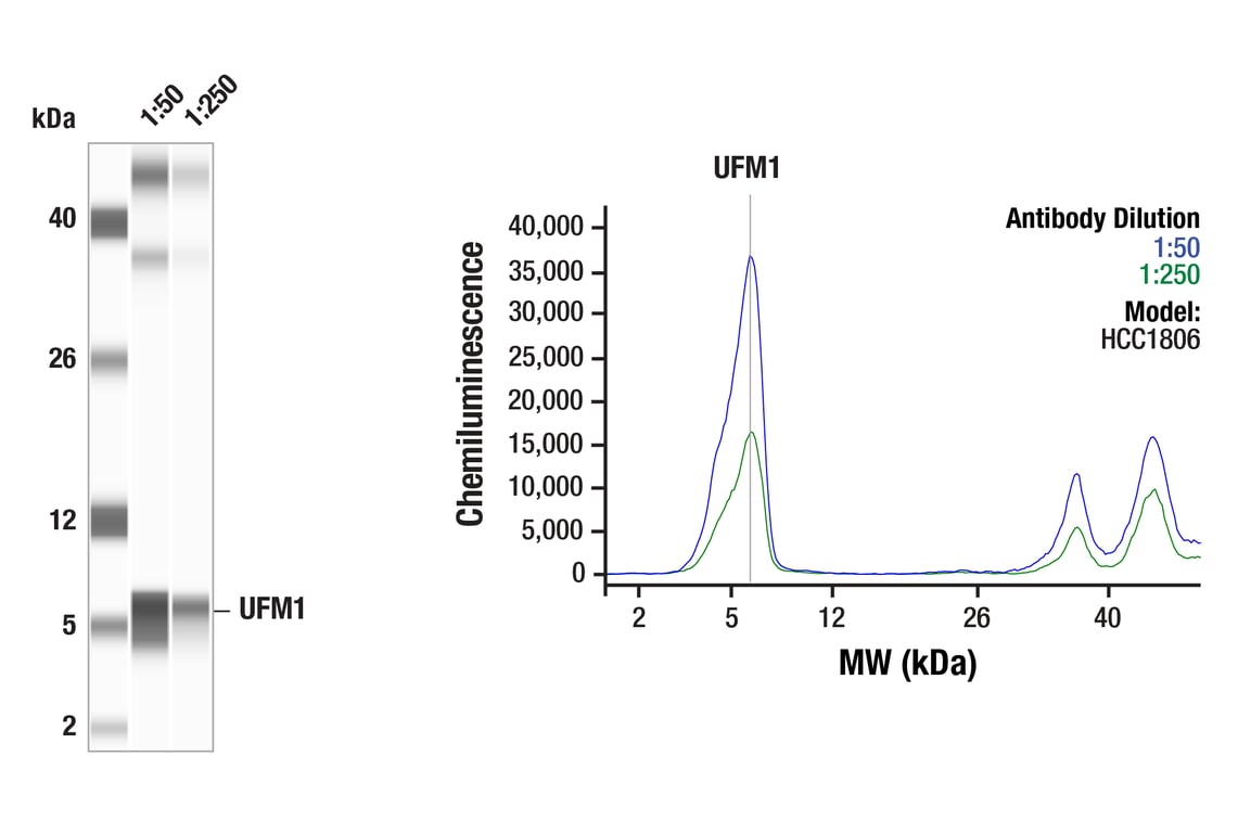 Western Blotting Image 1: UFM1 (F9J1A) Rabbit mAb