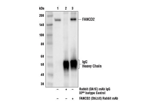 undefined Image 11: Fanconi Anemia Antibody Sampler Kit