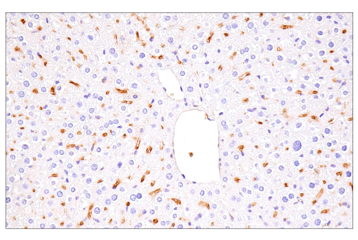 Immunohistochemistry Image 11: α-Synuclein (E4U2F) XP<sup>®</sup> Rabbit mAb (BSA and Azide Free)