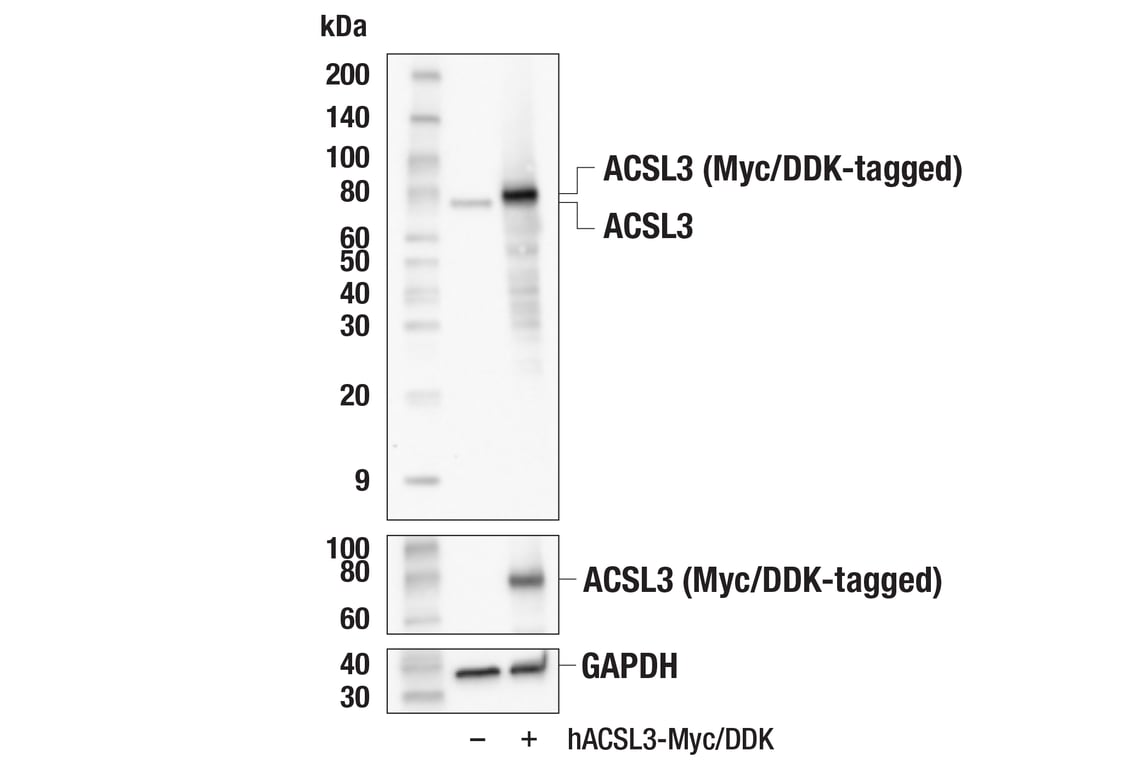Western Blotting Image 2: ACSL3 (E2S9L) Rabbit mAb