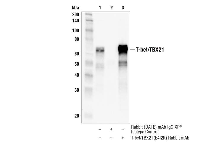 Immunoprecipitation Image 1: T-bet/TBX21 (E4I2K) Rabbit mAb