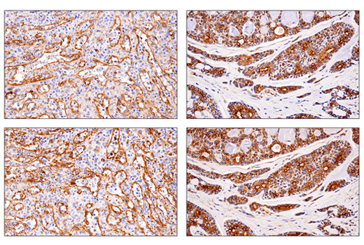 Immunohistochemistry Image 6: APP (E3F3P) Rabbit mAb