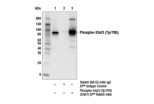 undefined Image 11: Stat3/Stat5 Signaling Antibody Sampler Kit