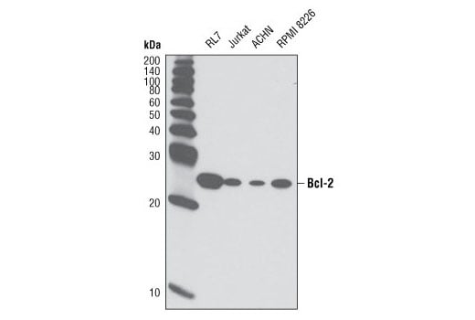 Western Blotting Image 2: Bcl-2 (D55G8) Rabbit mAb