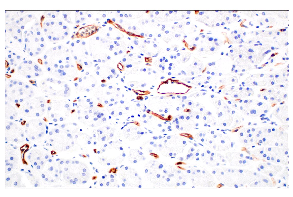 Immunohistochemistry Image 7: CD93/C1qR (E5H9B) Rabbit mAb (BSA and Azide Free)