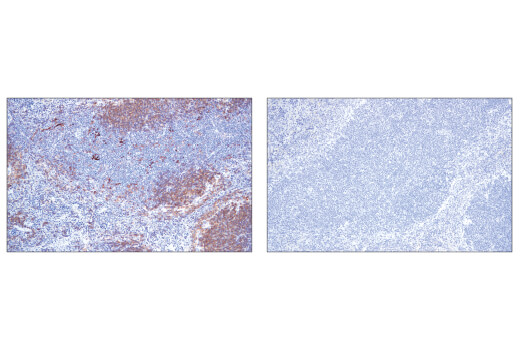 Immunohistochemistry Image 3: CD40 (E2Z7J) Rabbit mAb