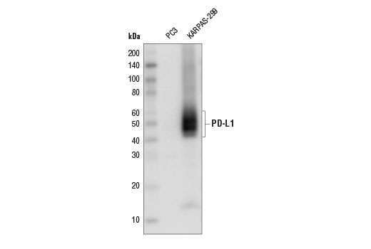 Western Blotting Image 1: PD-L1 (E1L3N<sup>®</sup>) XP<sup>®</sup> Rabbit mAb (HRP Conjugate)