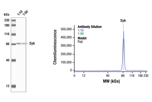 undefined Image 21: B Cell Signaling Antibody Sampler Kit II
