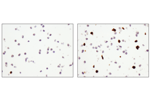 undefined Image 42: Tau Mouse Model Neuronal Viability IF Antibody Sampler Kit