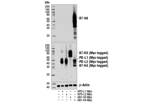 Western Blotting Image 2: B7-H4 (D1M8I) XP<sup>®</sup> Rabbit mAb (BSA and Azide Free)