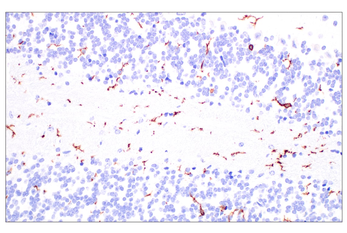 Immunohistochemistry Image 6: CD11b/ITGAM (E4K8C) Rabbit mAb