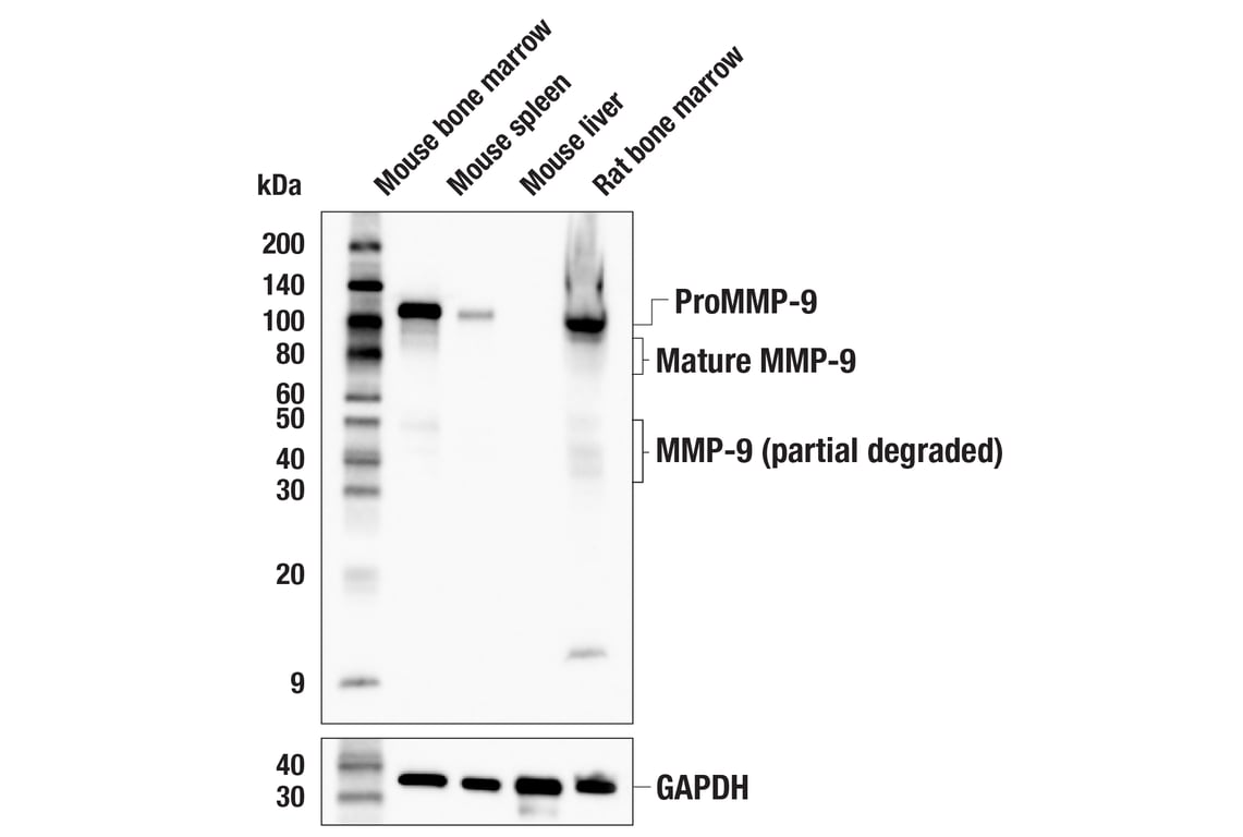 Western Blotting Image 1: MMP-9 (E7N3Y) Rabbit mAb