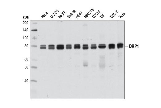 DRP1 (D8H5) Rabbit mAb (BSA and Azide Free)