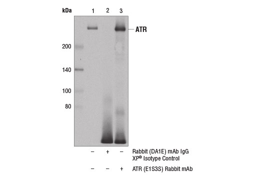 undefined Image 3: PhosphoPlus<sup>®</sup> ATR (Thr1989) Antibody Duet