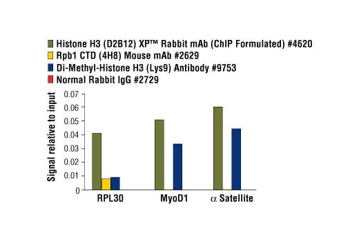 Chromatin Immunoprecipitation Image 2: ChIP-Grade Protein G Magnetic Beads