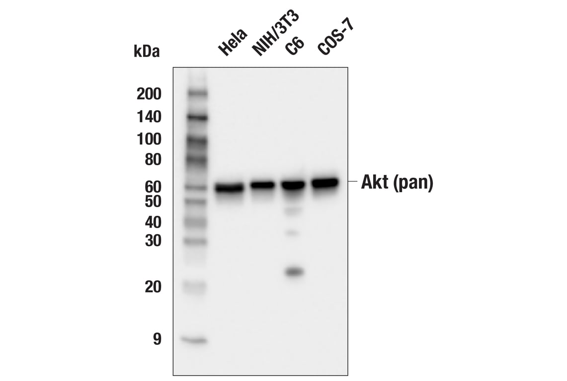 Western Blotting Image 2: Akt (pan) (C67E7) Rabbit mAb