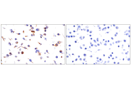 Immunohistochemistry Image 7: IGFBP3 (E6C2E) Rabbit mAb
