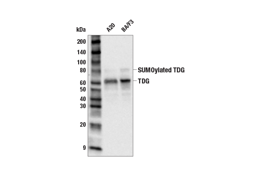 Western Blotting Image 3: TDG (E5T5G) Rabbit mAb