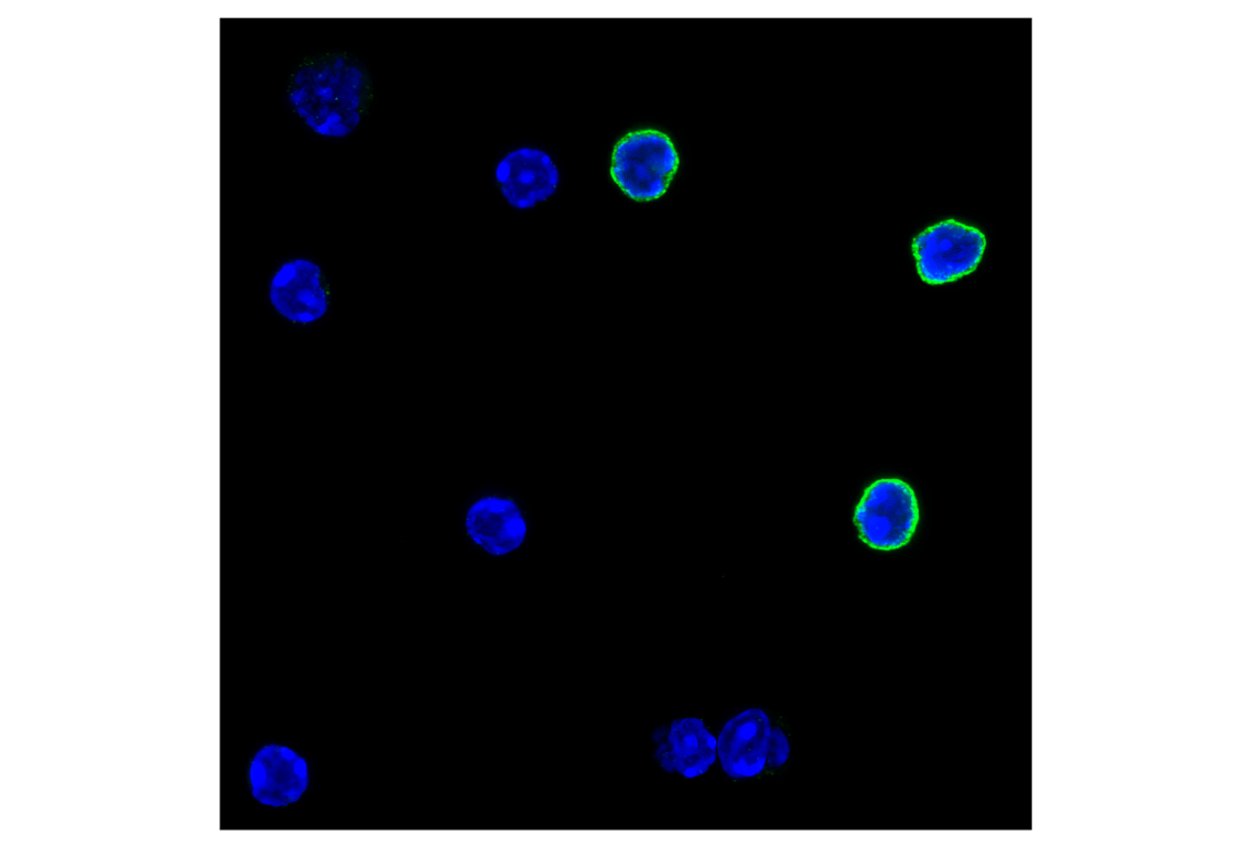 Immunofluorescence Image 1: CD27 (F3R2V) Rabbit mAb