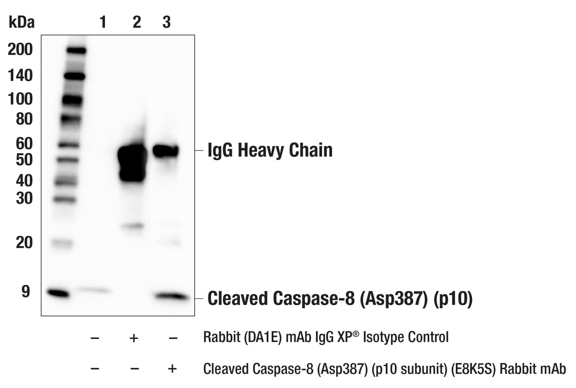 Immunoprecipitation Image 1: Cleaved Caspase-8 (Asp387) (p10 subunit) (E8K5S) Rabbit mAb