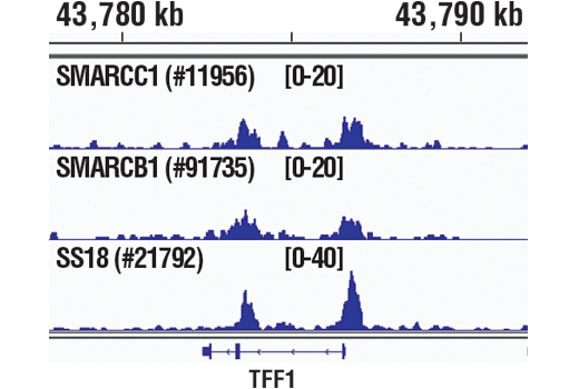 undefined Image 62: BAF Complex IHC Antibody Sampler Kit