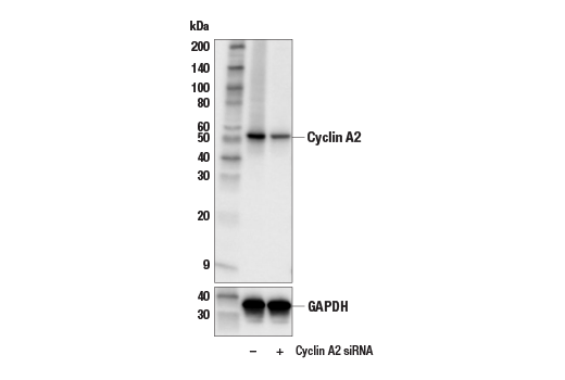 Western Blotting Image 1: Cyclin A2 (E6D1J) XP<sup>®</sup> Rabbit mAb (BSA and Azide Free)