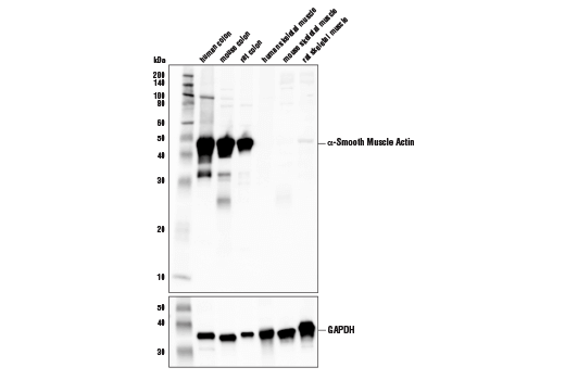 Western Blotting Image 1: α-Smooth Muscle Actin (1A4) Mouse mAb (BSA and Azide Free)