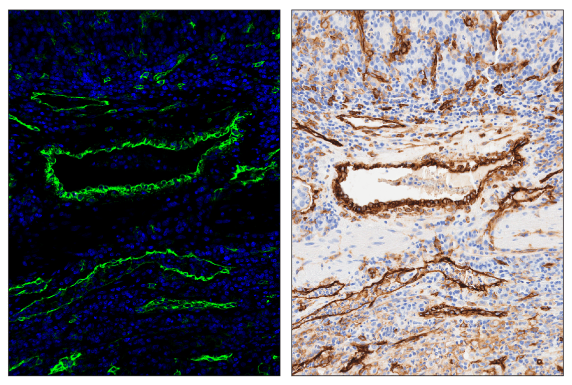 Immunohistochemistry Image 6: CD141/Thrombomodulin (E7Y9P) & CO-0088-647 SignalStar<sup>™</sup> Oligo-Antibody Pair