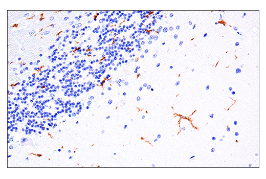 Immunohistochemistry Image 2: LAIR-1 (E7X6I) XP<sup>®</sup> Rabbit mAb (BSA and Azide Free)