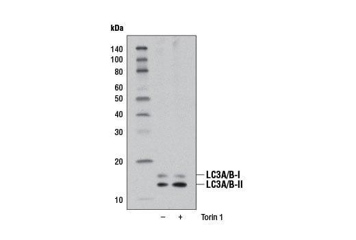 Western Blotting Image 1: LC3A/B (D3U4C) XP<sup>®</sup> Rabbit mAb (BSA and Azide Free)