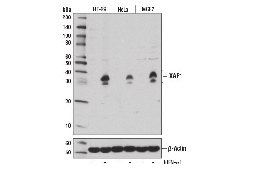 Western Blotting Image 2: XAF1 (E1E4O) Rabbit mAb