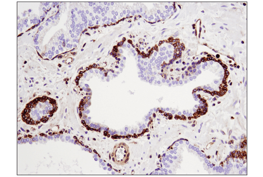 Immunohistochemistry Image 3: STING (D2P2F) Rabbit mAb