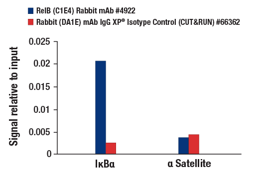 CUT & RUN Image 3: RelB (C1E4) Rabbit mAb