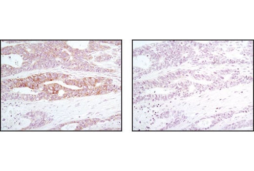 undefined Image 3: PhosphoPlus<sup>®</sup> eIF2α (Ser51) Antibody Duet