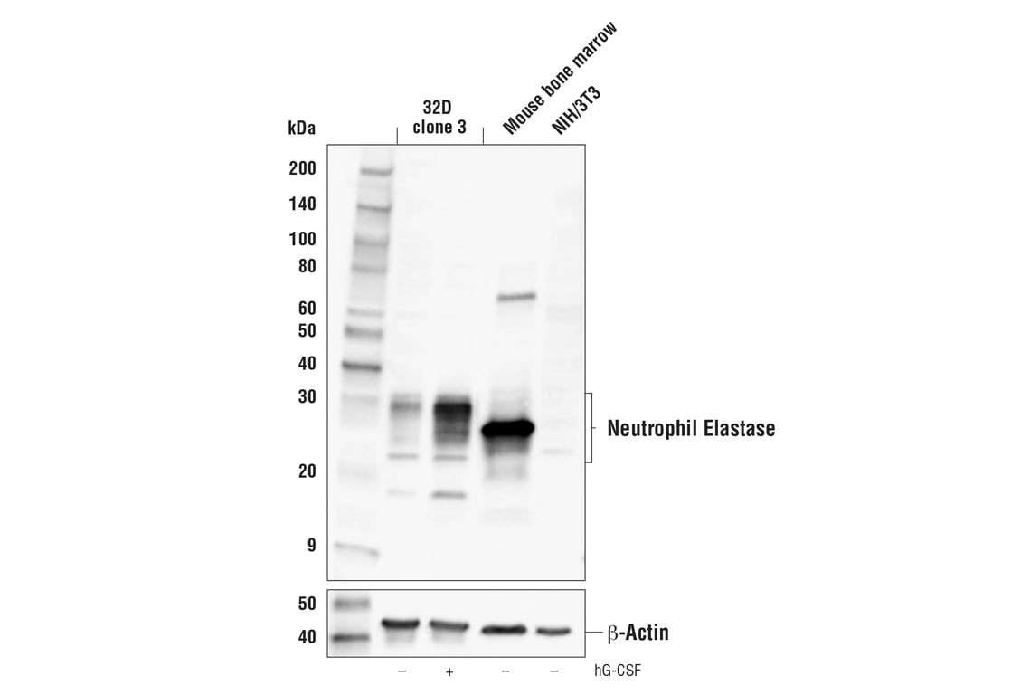 Western Blotting Image 1: Neutrophil Elastase Antibody (Rodent Reactive)