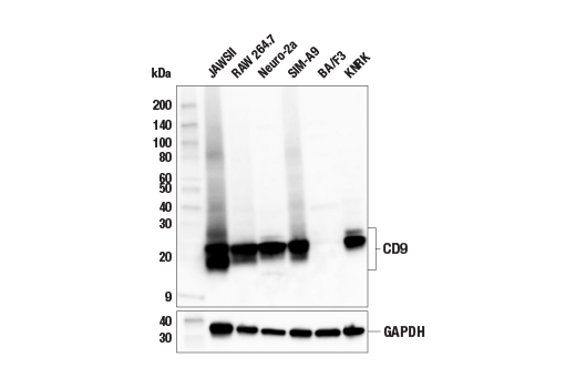 Western Blotting Image 2: CD9 (E8L5J) Rabbit mAb