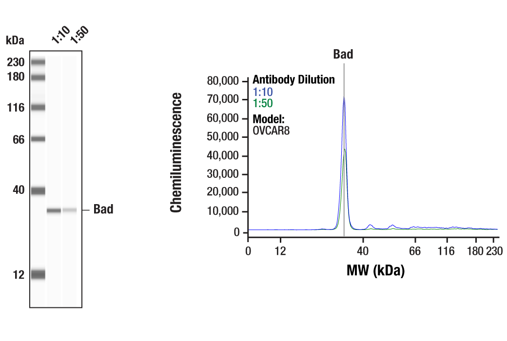 undefined Image 9: PhosphoPlus<sup>®</sup> Bad (Ser112) Antibody Duet
