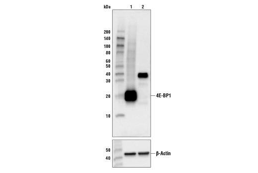Western Blotting Image 1: 4E-BP1 (53H11) Rabbit mAb (BSA and Azide Free)