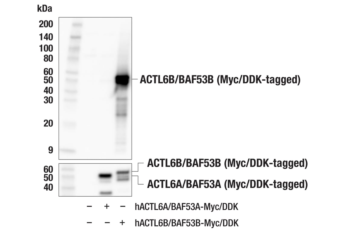 Western Blotting Image 2: ACTL6B/BAF53B (E5X8C) Rabbit mAb