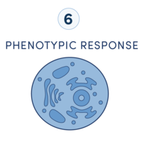 显示靶向蛋白质降解药物开发工作流程中六个步骤的示意图