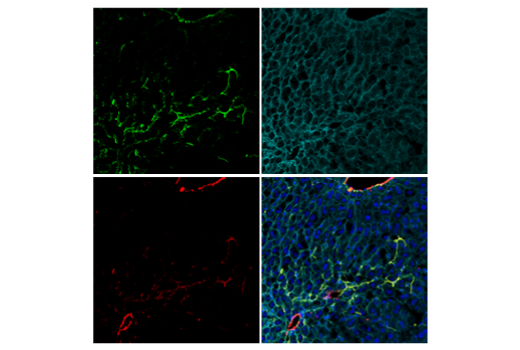 Immunofluorescence Image 2: COL1A1 (E8F4L) XP<sup>®</sup> Rabbit mAb (BSA and Azide Free)