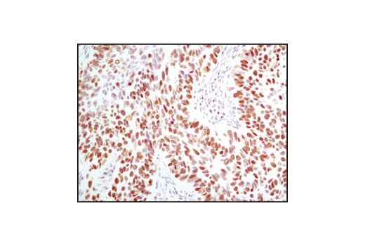 undefined Image 26: Microglia Proliferation Module Antibody Sampler Kit