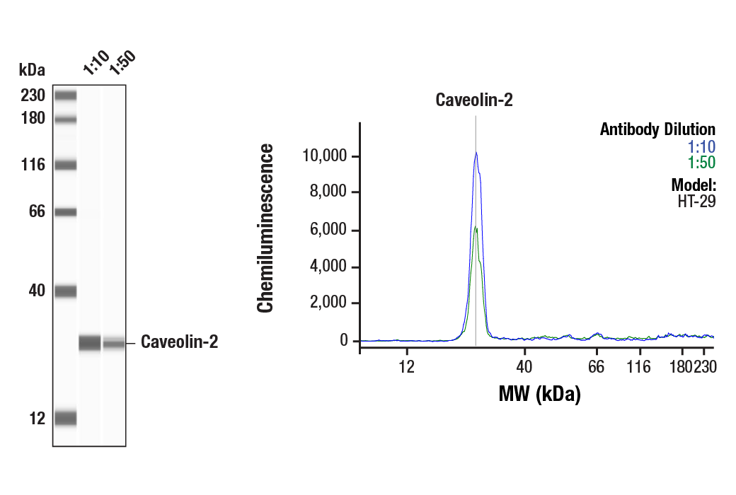 Western Blotting Image 1: Caveolin-2 (D4A6) XP<sup>®</sup> Rabbit mAb
