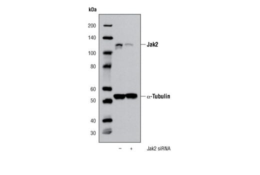 undefined Image 9: Stat3/Stat5 Signaling Antibody Sampler Kit